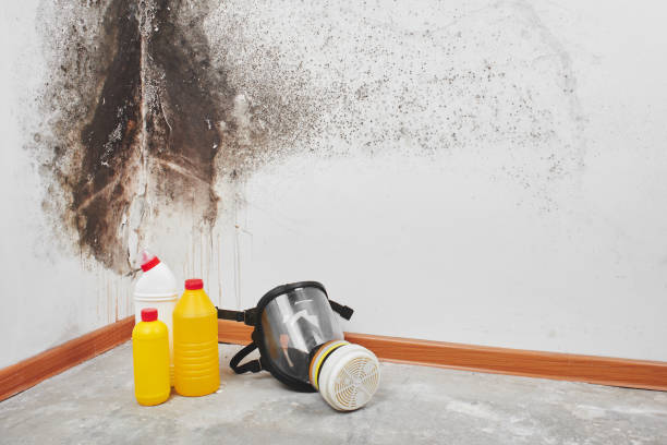 Best Basement Mold Removal  in Morehead, KY